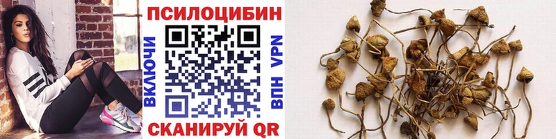 Купить где  Катайск  Псилоцибиновые грибы MAGIC MUSHROOMS 